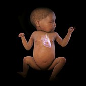 Newborn Anatomy, artwork