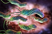 Helicobacter pylori, artwork