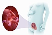 Fetal Development (Week 19), artwork