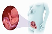 Fetal Development (Week 21), artwork