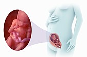 Fetal Development (Week 23), artwork
