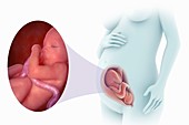Fetal Development (Week 31), artwork