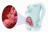 Fetal Development (Week 33), artwork