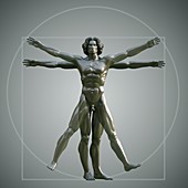 Vitruvian Man, artwork
