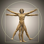 Vitruvian Man, artwork