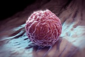 Embryonic Stem Cell, artwork