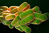 Legionella Pneumophila Bacteria, artwork