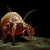 House Dust Mite, artwork