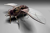 Tsetse Fly, artwork