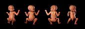 Infant Anatomy, artwork