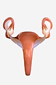 Uterus, artwork