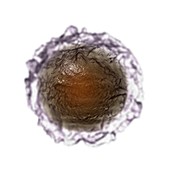 Lymphocyte Cell, artwork