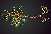 Multipolar Neuron, artwork