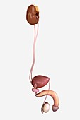 Male Genitourinary System, artwork