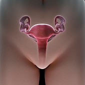 Female Reproductive System, artwork