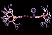 Unipolar Neuron, artwork