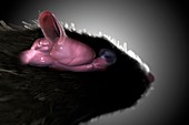 Rat Brain Anatomy, artwork
