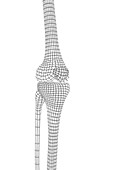 Knee Joint, illustration