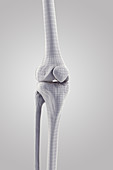 Knee Joint, illustration