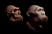 Australopithecus with Skull, illustration