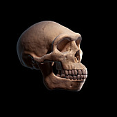 Homo Erectus Skull, illustration