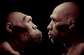 Australopithecus with Homo Sapiens