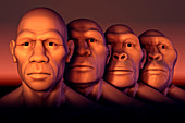 Human Evolution, illustration