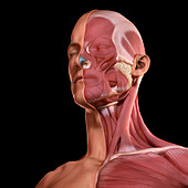 Facial Muscles, illustration