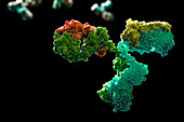 Antibody 1IGT, illustration