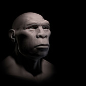 Homo Erectus, illustration