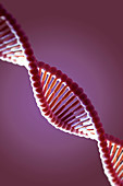 DNA Structure, illustration