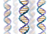 DNA Structure, illustration
