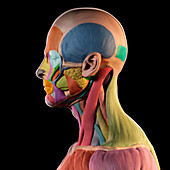 Facial Muscles, illustration