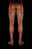 Leg Musculature, illustration