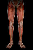 Leg Musculature, illustration