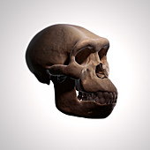 Homo Habilis Skull , illustration