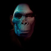 Homo Habilis Skull, illustration