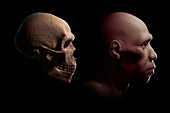 Homo Sapiens with Skull, illustration