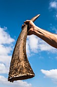 White rhino horn