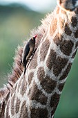 Red-billed oxpecker feeding on parasites on a giraffe