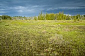 Dorcas Fen, Bruce Peninsular National Park, Canada