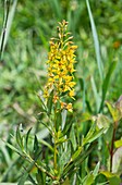 Swamp candles (Lysimachia terrestris)