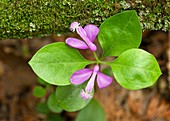 Fringed polygala (Polygaloides paucifolia)