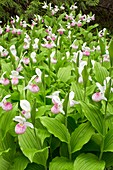 Showy lady's-slipper orchid (Cypripedium reginae)