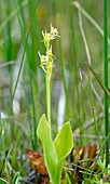 Fen orchid (Liparis loeselii)