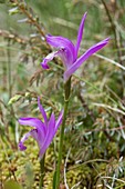 Dragon's mouth orchid (Arethusa bulbosa)