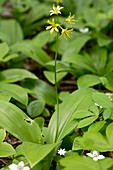 Blue-bead lily (Clintonia borealis)