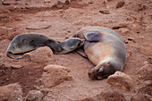 Galapagos fauna