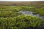 Three-leaf Solomon's-seal (Maianthemum trifolium)