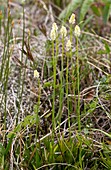 Scottish asphodel (Tofieldia pusilla)